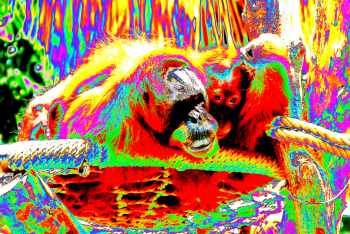 cuddling apes - All contents � 2012  D. Rittner